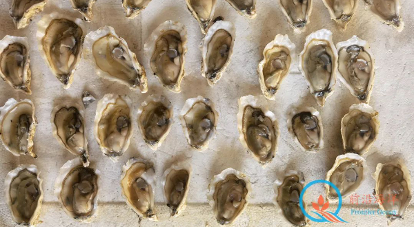 前沿2022年度三倍體牡蠣苗種生產(chǎn)正在進(jìn)行