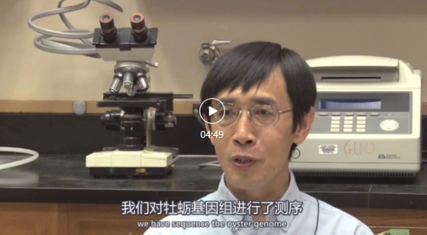 三倍體牡蠣技術發(fā)明人郭希明教授闡述三倍體牡蠣的優(yōu)點