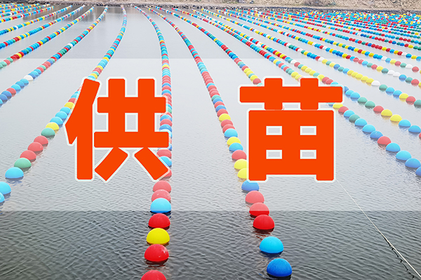海上春耕正當時| 前沿三倍體牡蠣供苗開啟