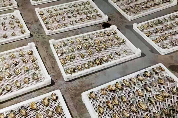 前沿2023年度三倍體苗種生產(chǎn)全面啟動(dòng)