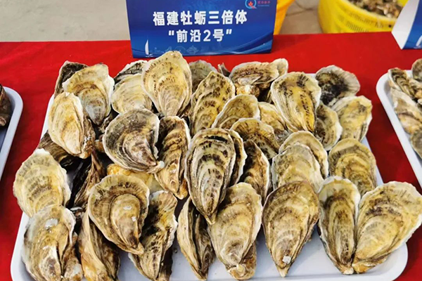 福建牡蠣“前沿 2 號(hào)”通過(guò)現(xiàn)場(chǎng)驗(yàn)收