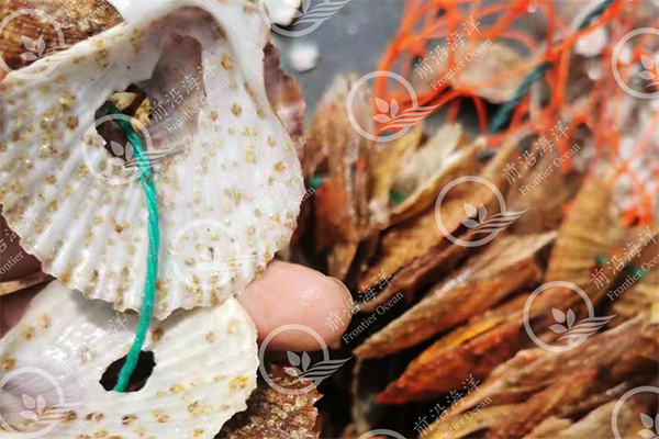 通知 | 前沿二倍體牡蠣苗種對外供應